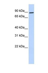 NBP1-53094 - Gephyrin